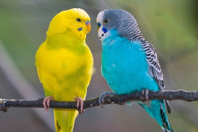 Muhabbet Kuşu Cinsiyeti Nasıl Anlaşılır? 3