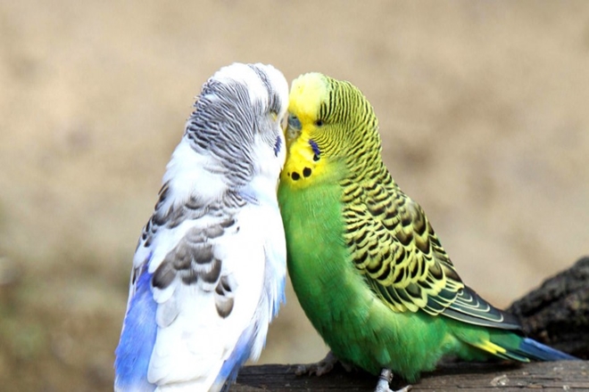 Muhabbet Kuşu Cinsiyeti Nasıl Anlaşılır?