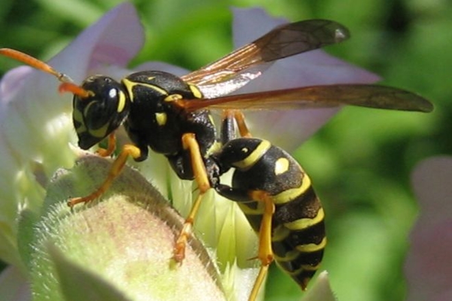 Sarıca Arıları Nasıl Canlılardır? 1