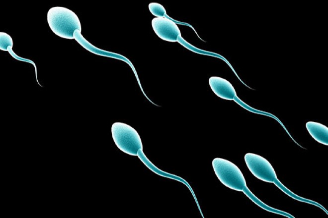 Sperm Kalitesi Nasıl Artar? 3