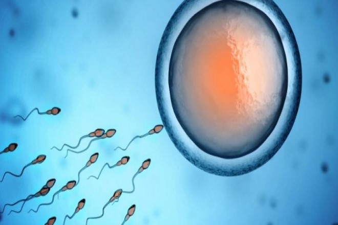 Sperm Sayısı Nasıl Artar? 5